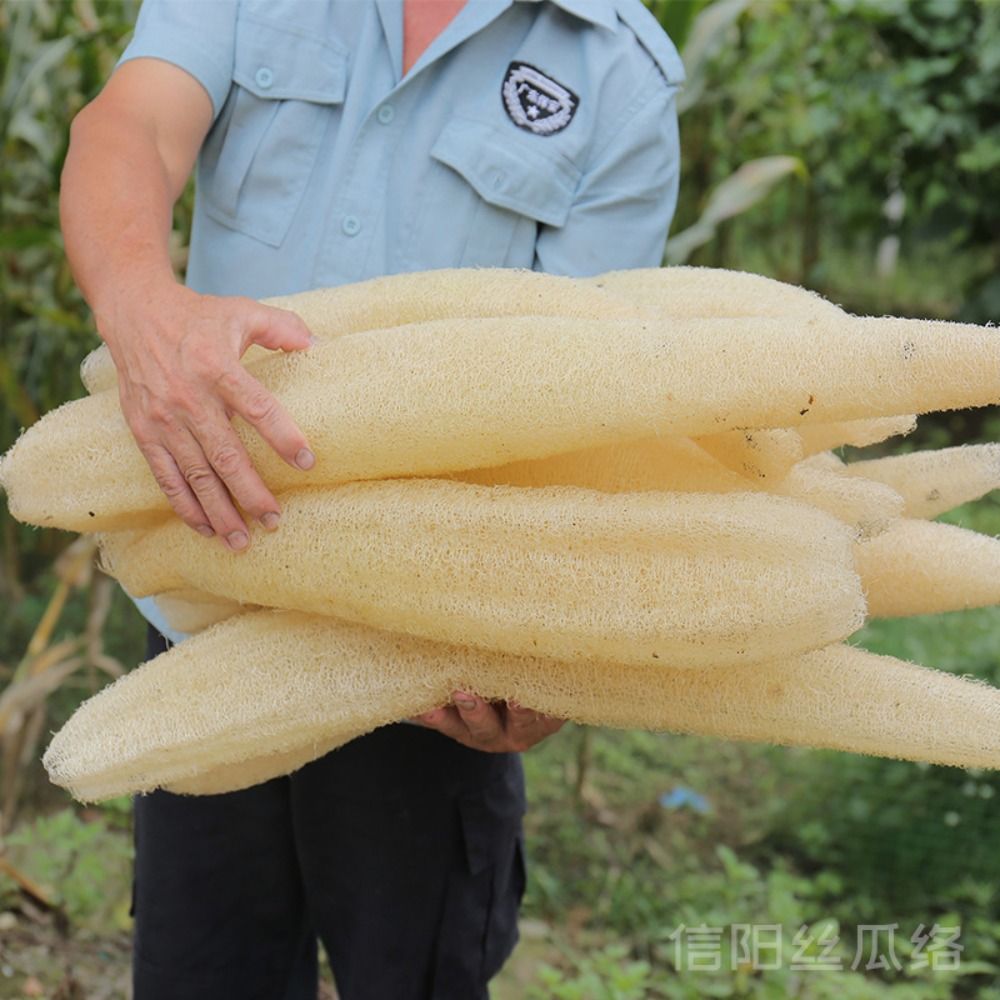 Body Loofah Natural - Natürlicher Luffa Luffa Schwamm lange ökologische