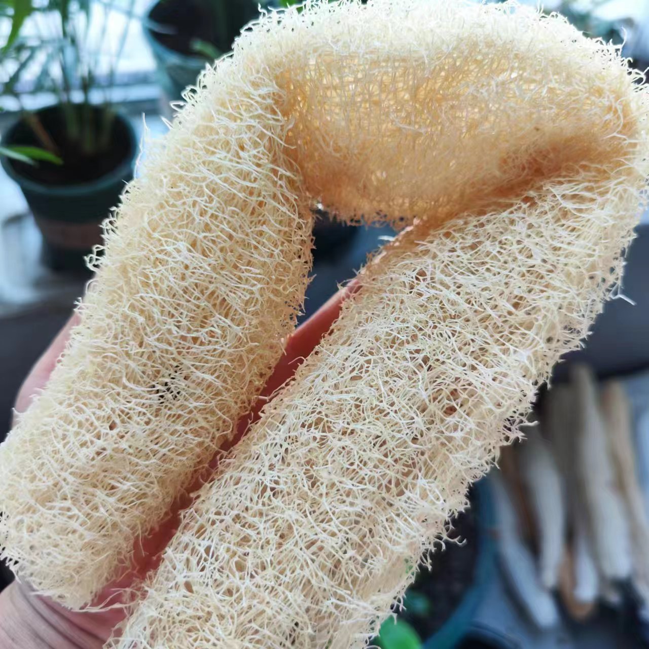Body Loofah Natural - Wunderbarer Luffa-Schwamm, vielseitig einsetzbar von der