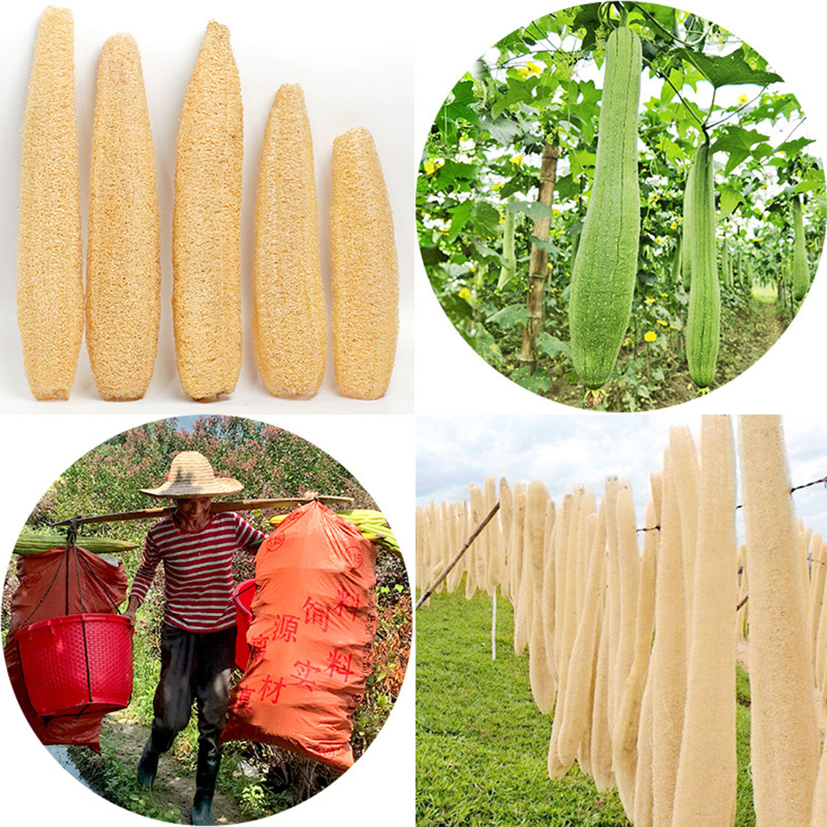 1 Stück natürlicher Luffa-Schw – Body Loofah Natural Bewertung und Preis